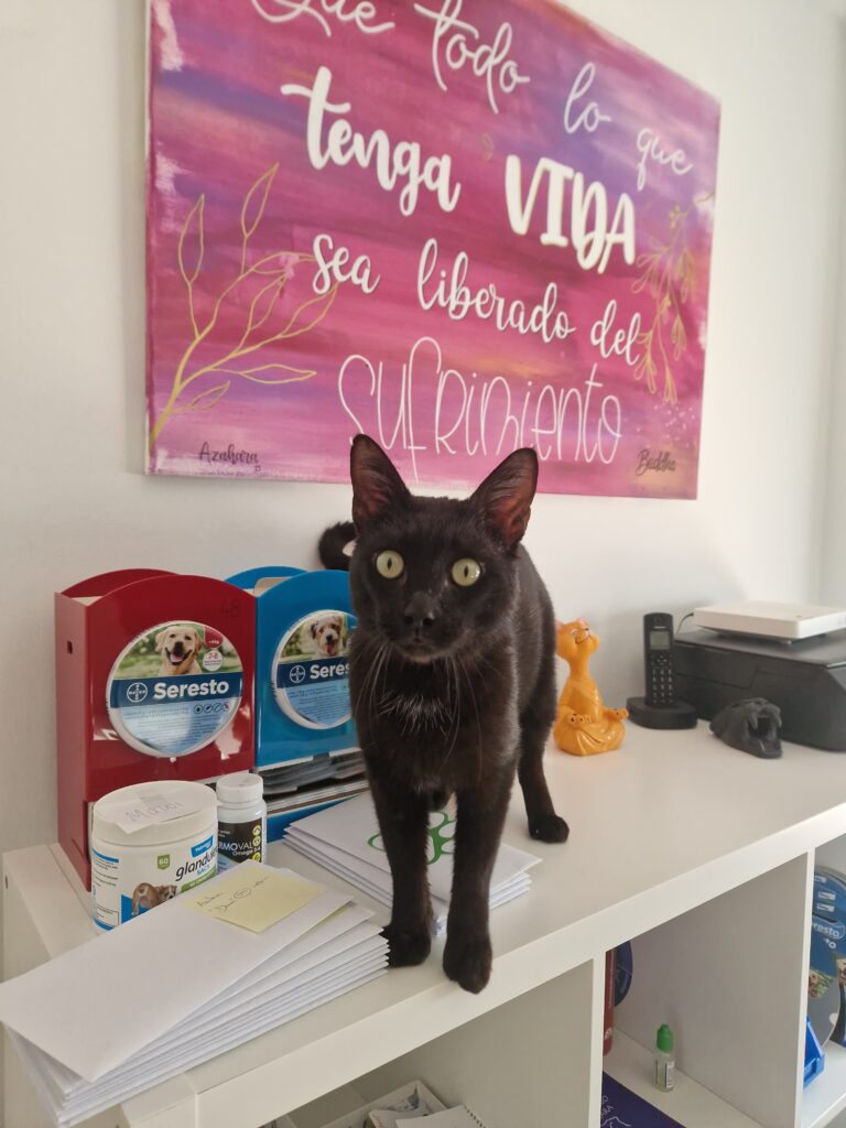 gato-negro-clinica-azahara-mostrador