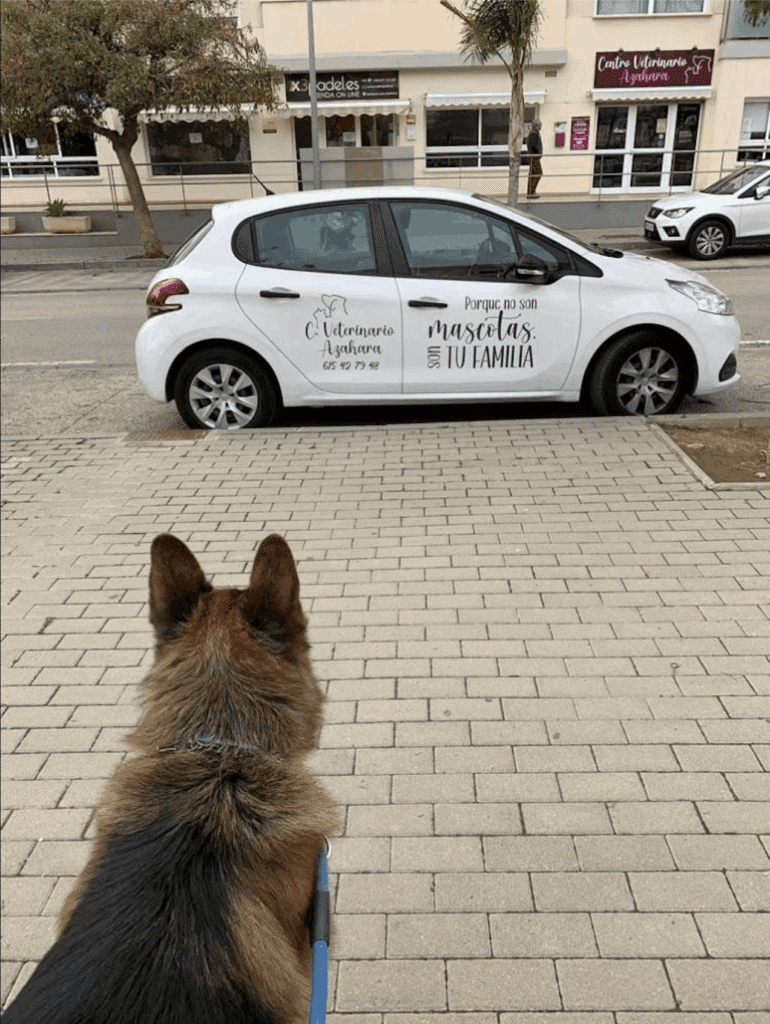 servicio-veterinario-a-domicilio-azahara Perro mirando el coche del servicio veterinario a domicilio de la Clínica Azahara en Rincón de la Victoria