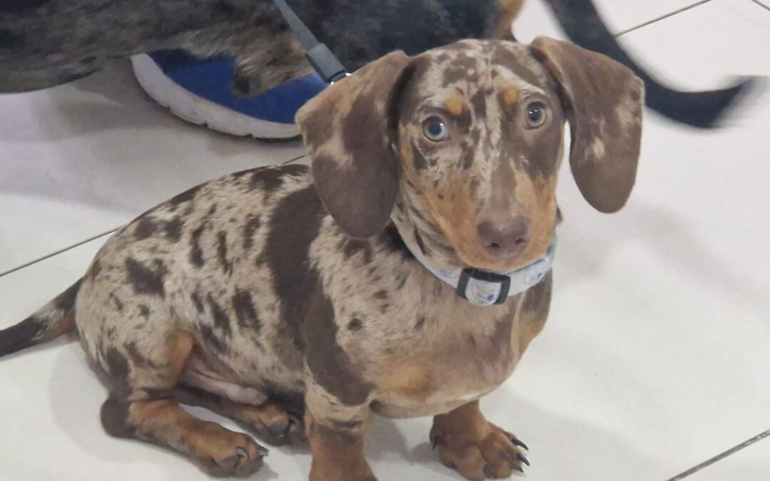 Nutrición para perros y gatos: claves para una dieta equilibrada