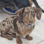 Cachorro salchicha en la veterinaria esperando su revisión nutricional