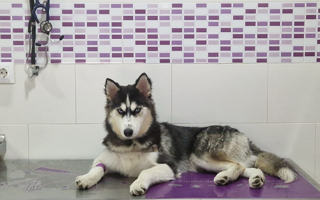 Esterilización de mascotas | Centro Veterinaria Azahara