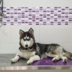 Perro husky en consulta veterinaria tras esterilización, cuidados postoperatorios