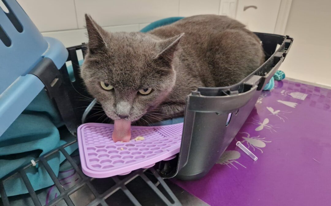 Limpieza dental para perros y gatos | Clínica Azahara